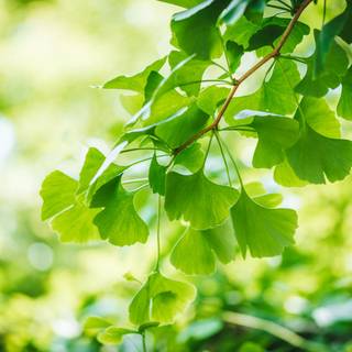 Ginkgo Biloba wallpaper