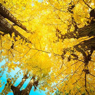 Ginkgo Biloba wallpaper