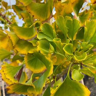 Ginkgo Biloba wallpaper