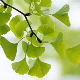 Ginkgo Biloba wallpaper