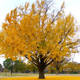 Ginkgo Biloba wallpaper