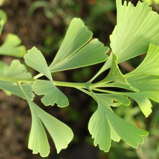 Ginkgo Biloba wallpaper