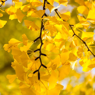 Ginkgo Biloba wallpaper