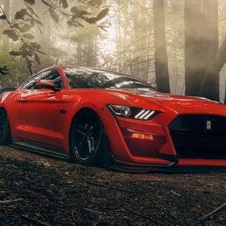 Mustang HD wallpaper