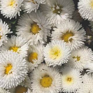 Tumblr iPhone wallpaper