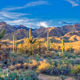 Arizona desert wallpaper