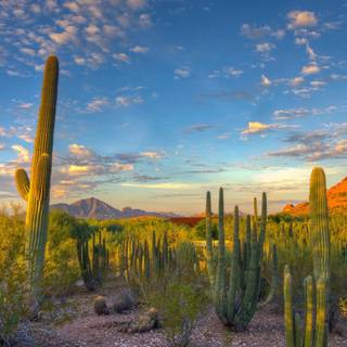 Arizona desert wallpaper