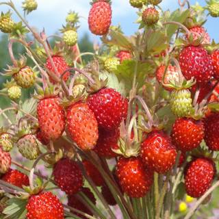 Strawberry desktop wallpaper