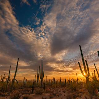 Arizona desert wallpaper