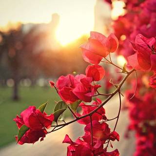 Natural flower wallpaper