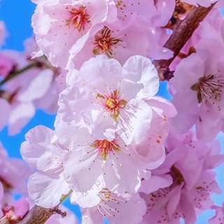 Natural flower wallpaper