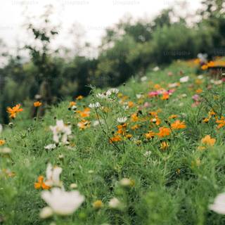 Natural flower wallpaper