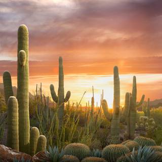 Arizona desert wallpaper