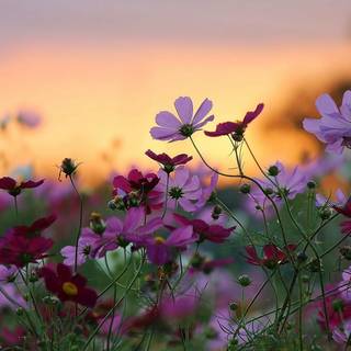 Natural flower wallpaper