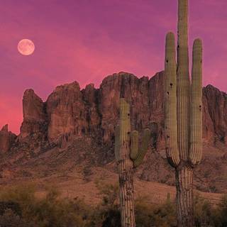 Arizona desert wallpaper
