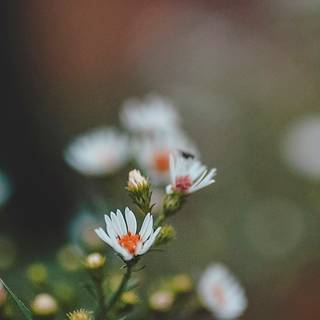 Natural flower wallpaper