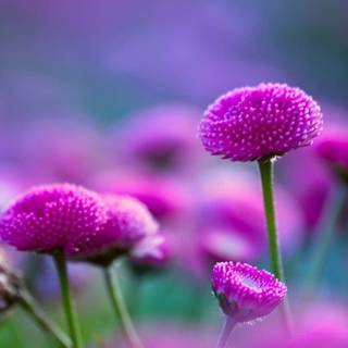 Natural flower wallpaper