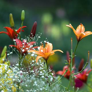 Natural flower wallpaper