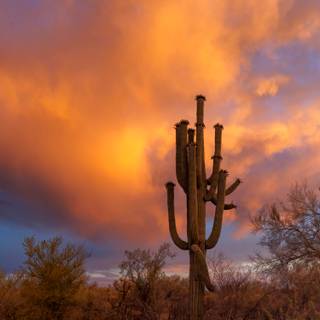 Arizona desert wallpaper