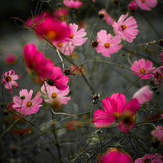 Natural flower wallpaper