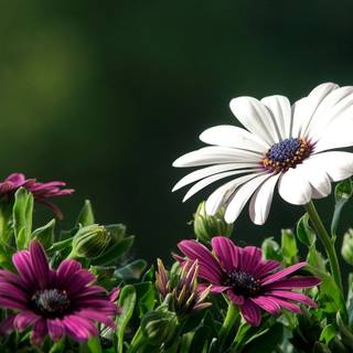 Natural flower wallpaper