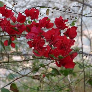 Natural flower wallpaper