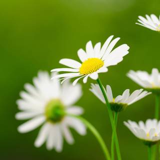 Natural flower wallpaper