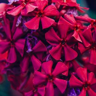 Natural flower wallpaper