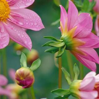 Natural flower wallpaper