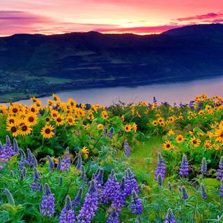 Natural flower wallpaper