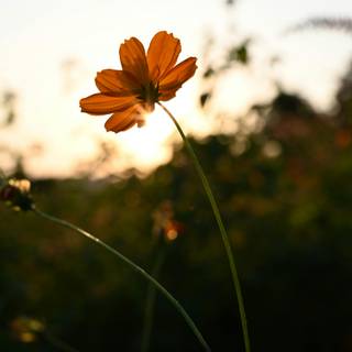 Natural flower wallpaper