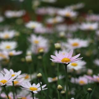 Natural flower wallpaper