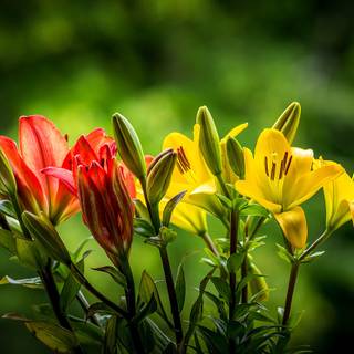 Natural flower wallpaper