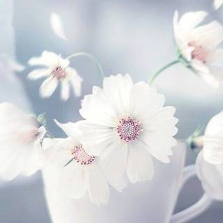 Natural flower wallpaper