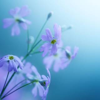 Natural flower wallpaper