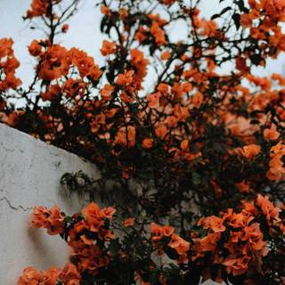 Tumblr iPhone wallpaper