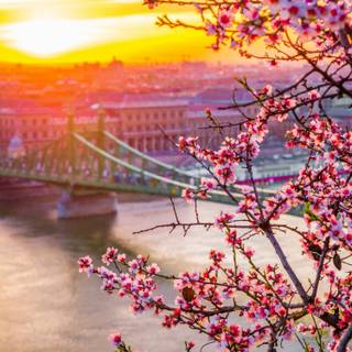 Natural flower wallpaper