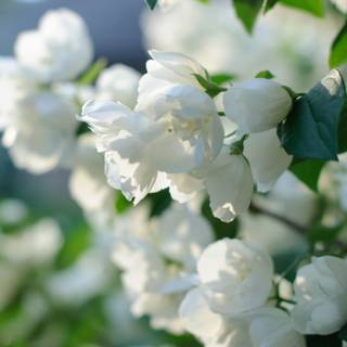 Natural flower wallpaper