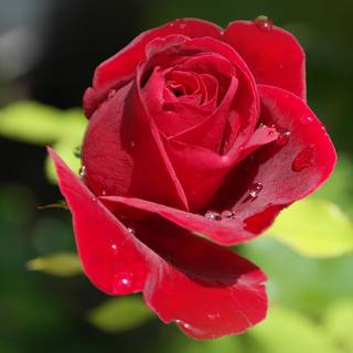 Natural flower wallpaper