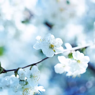 Natural flower wallpaper