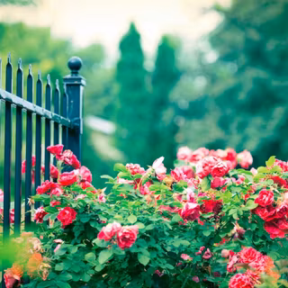 Natural flower wallpaper