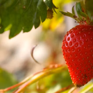 Strawberry desktop wallpaper