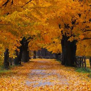 Old Windows 10 wallpaper