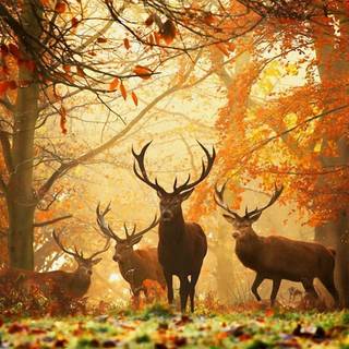 Cute fall animals wallpaper
