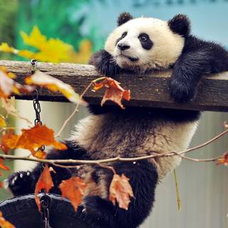 Cute fall animals wallpaper