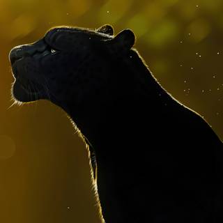 Black panther animal 4k wallpaper