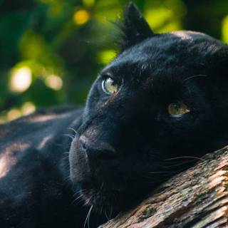 Black panther animal 4k wallpaper