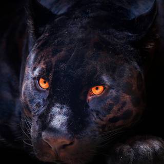 Black panther animal 4k wallpaper