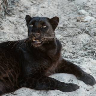Black panther animal 4k wallpaper