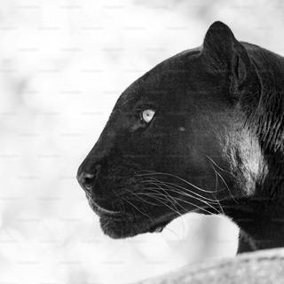 Black panther animal 4k wallpaper